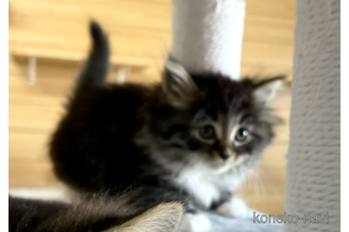 成約済の千葉県のサイベリアン-89264の3枚目